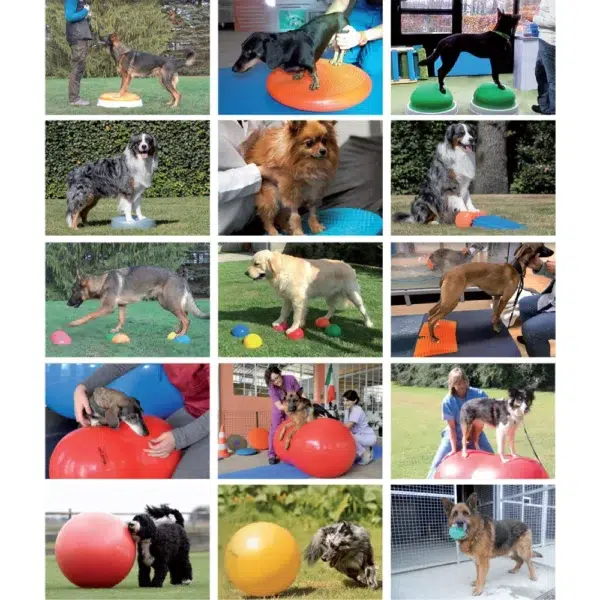 Gymnic-pripomocki-za-pse.webp Gymnic-pripomocki-za-pse.webp